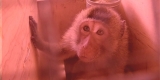 The CDC Risks Epidemic by Letting Diseased Monkeys Into the U.S.