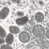 Biden names FEMA, CDC officials to head monkeypox response