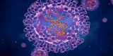 WHO Officials Say Monkeypox Outbreak Won’t Lead to Global Pandemic