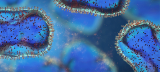 University leadership shares guidance in response to monkeypox | UTSA Today | UTSA