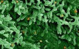 Virus causing monkeypox outbreak has mutated to spread easier