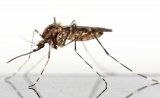 Infectious malaria sporozoites produced without mosquitoes provide progress for malaria vaccines