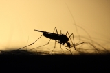 Schumer calls for CDC funding as ‘mosquitos take record bite out of NY’