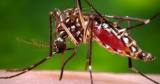 Jamestown Canyon Virus detected in mosquitoes in Atkinson, Hampstead