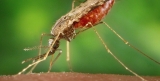 China is Certified Malaria-free by World Health Organization