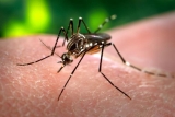 West Nile Virus found in Monroe County, Indiana universities join CDC efforts against disease | news