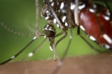 Schumer Asks For EPA, CDC Funds To Battle Mosquito-Borne Illnesses
