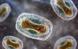 Downward monkeypox trends continue in Europe, Americas