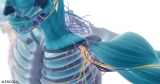 Muscle Mass — The Key to Longevity