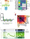 New DNA analysis provides first accurate tuberculosis genome