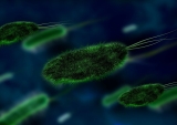 ‘Gain of function’ research can create experimental viruses—it should be more strictly regulated or banned