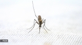 World Mosquito Day: India must increase access to quality healthcare to be able to meet elimination goal, says Malaria No More India Country Director