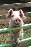 CDC Confirms Two New Human Infections with Flu Virus from Pigs During 2022
