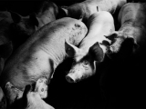 MRSA resilience may be due to ‘repeated spillover’ from pigs