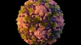 Polio: NYC sewage suggests virus circulating