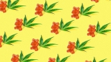 CDC warns about delta-8 cannabis products
