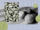 A potato or bean-based diet may help with weight loss