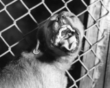 CDC updates rabies travel advisory for Haiti