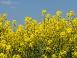 What is rapeseed? Nutrition, benefits, considerations, and FAQs