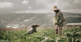 Regenerative Food and Farming: Survival and Revival