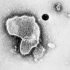 Shionogi’s Covid antiviral lands first approval in Japan’s new emergency approval pathway – Endpoints News