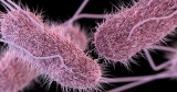 CDC investigating salmonella outbreak
