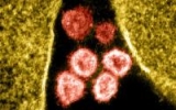 CDC confirms Omicron less severe than other variants