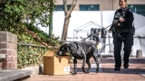 Bomb-sniffing dogs are in short supply across the U.S.