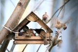 Listening to Birds Can Help Relieve Depression — Best Life