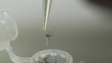 First malaria vaccine could be rolled out to billions as World Health Organisation experts give approval | World News