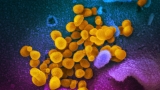 ‘Deltacron’ identified as new COVID variant – how fast is it spreading and should we be worried? | World News