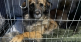 San Diego Humane Society, CDC partner to help pets of Ukrainian refugees cross border