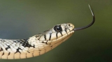 Snakebite neglected public health issue, multi-sectoral approach needed to counter it: Study