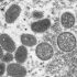 COVID: FDA advisers back Novavax shots