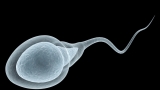 Sperm counts may be declining around the world: review