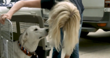 New CDC dog ban is impacting soldiers, diplomats overseas