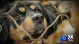 Rescue group that saves dogs from China meat trade joins fight against CDC ban on importing dogs – Boston 25 News