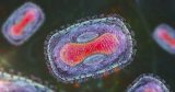 Georgia children diagnosed with monkeypox, according to health officials