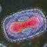 COVID Experience Could Affect Fall Booster Immunity