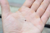CDC Designates New England Center of Excellence in Vector-borne Diseases at UMass Amherst : UMass Amherst