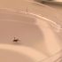 Probing Cough Syrup Deaths; COVID Vax Safety in Kids; Fatal Epidural Error