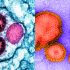 Posts mislead on NIH COVID-19 guidelines for ivermectin