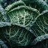 Nearly 86% of U.S. COVID caused by BA.2 Omicron subvariant -CDC