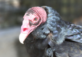 Environmentalists Blast NJDEP Call to Let Dead Vultures Rot in the Wild