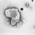 COVID vaccine mandate for DC students postponed