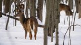 Canadian researchers discover 1st possible case of deer spreading COVID-19 virus to a human